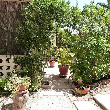 Pine Tree Vilita * Pêra