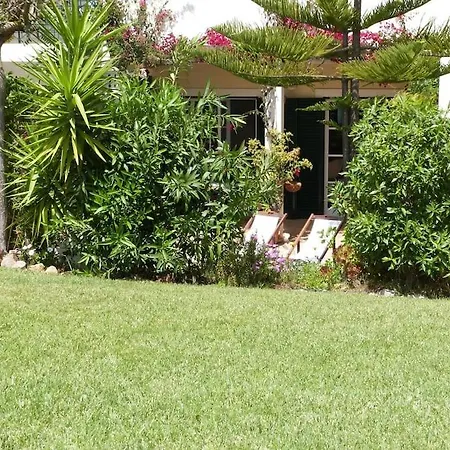 Pine Tree Vilita Pêra