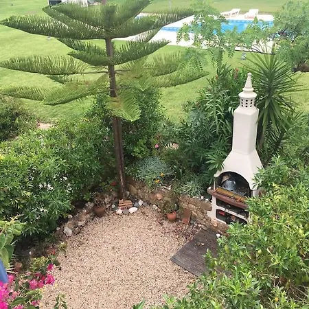 Pine Tree Vilita * Pêra